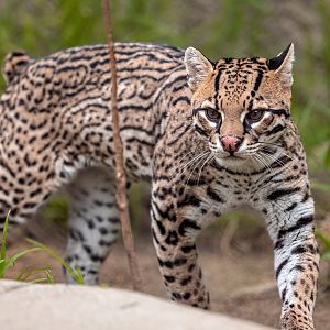 Brazilian Ocelot