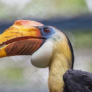 Wrinkled Hornbill