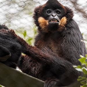 Buffed Cheeked Gibbon