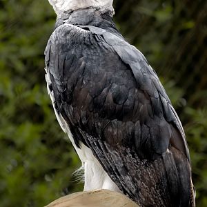 Harpy Eagle