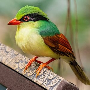 Jolie the Indochinese Green Magpie