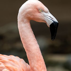 Chilean Flamingo