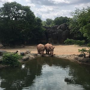 Southern White Rhinos