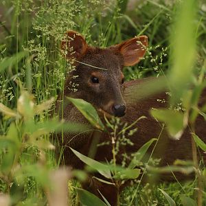 Southern pudu