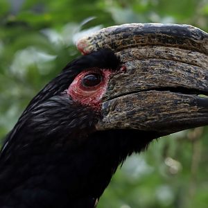Trumpeter Hornbill