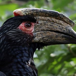 Trumpeter Hornbill