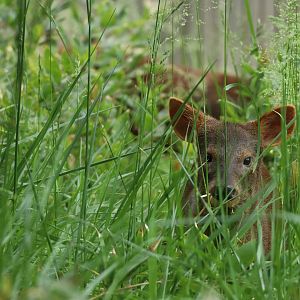 Southern pudu