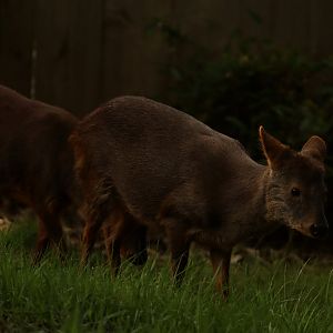 Southern pudu
