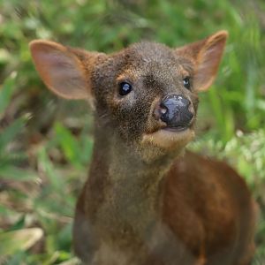 Southern pudu