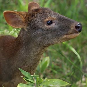 Southern pudu