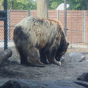 Brown Bear