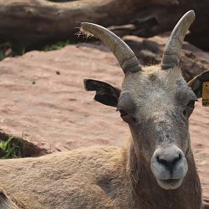 Bighorn Sheep