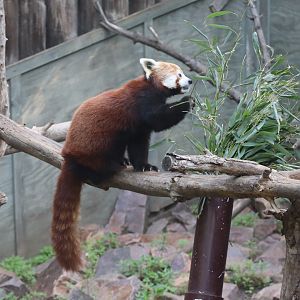 Red Panda