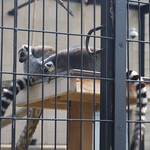 Ring Tailed Lemurs