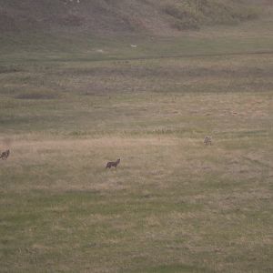 Coyotes
