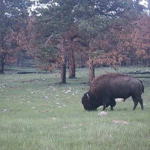 American Bison