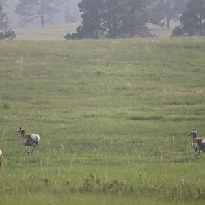 Pronghorn