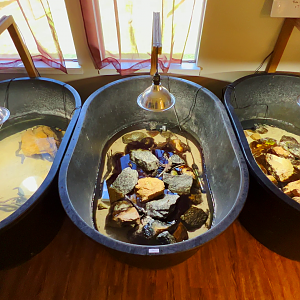 Atlantic Mudskippers