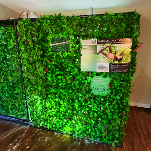 Linnaeus's Two Toed Sloth