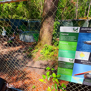 Brown & White Pelicans