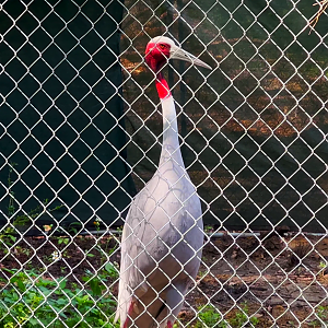 Sarus Crane