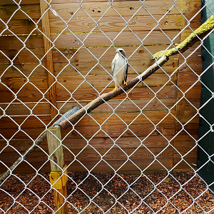 White Tailed Buzzard