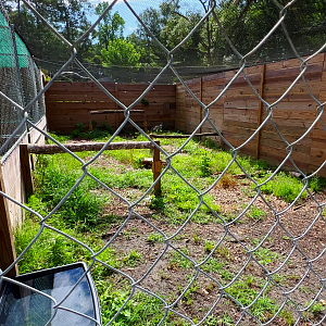 Eurasian Griffon Vulture