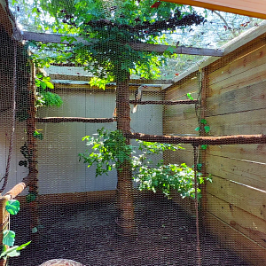 Von Der Decken's Hornbill