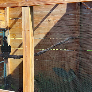 White Thighed Hornbill