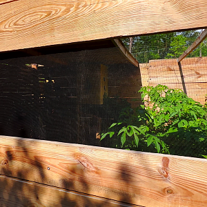 Black Casqued Wattled Hornbills