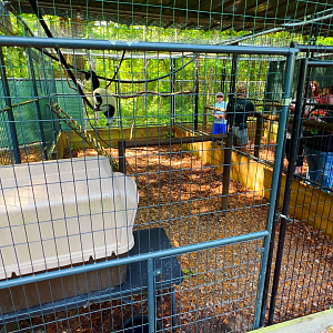 Black & White Ruffed Lemurs