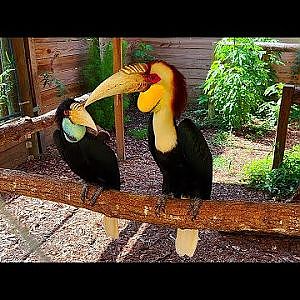 North Florida Wildlife Center - YouTube