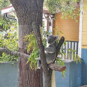 Outdoor Koala
