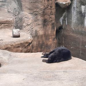 American Black Bear