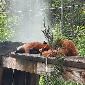 Red Pandas