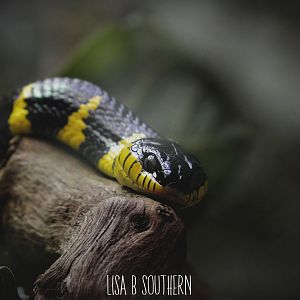 Mangrove Snake