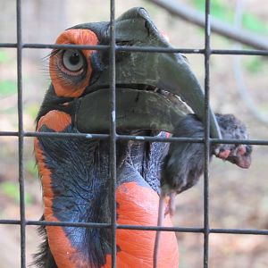 Southern Ground Hornbill Eliza showing off her prize - 5/23/23