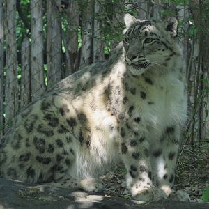 Snow Leopard Victoria - 5/17/23