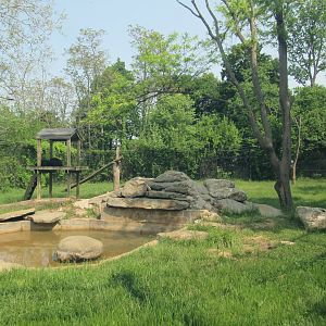 American Black Bear Exhibit - 5/23/23