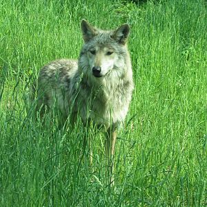 Mexican Gray Wolf - 5/17/23