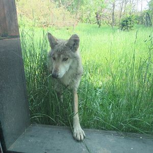 Mexican Gray Wolf up at the glass - 5/17/23
