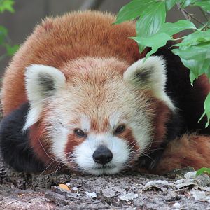 Red Panda Tushar - 5/22/23