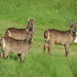 Waterbuck on the Savanna - 5/23/23