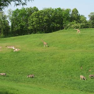 Giraffe, Zebras, and Addax on the Savanna - 5/23/23