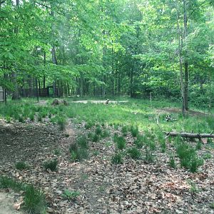 African Painted Dog Exhibit - 5/22/23