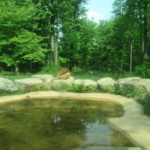 African Lion Exhibit - 5/22/23