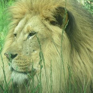 African Lion Enzi - 5/22/23