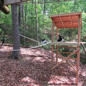 New Climbing Structures in Monkey Valley - 5/23/23