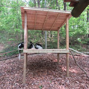 New Climbing Structures in Monkey Valley - 5/23/23