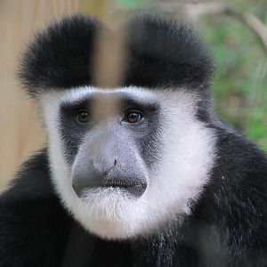 Colobus Monkey Usi - 5/23/23